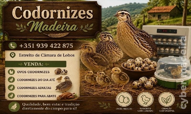codornizes