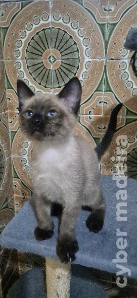 Gatos siames Siamês