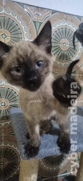 Gatos siames Siamês