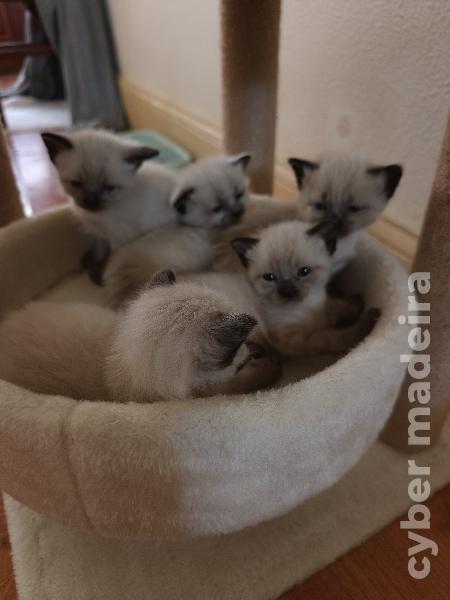 Gatos siames Siamês