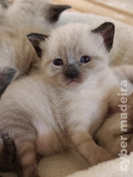 Gatos siames Siamês