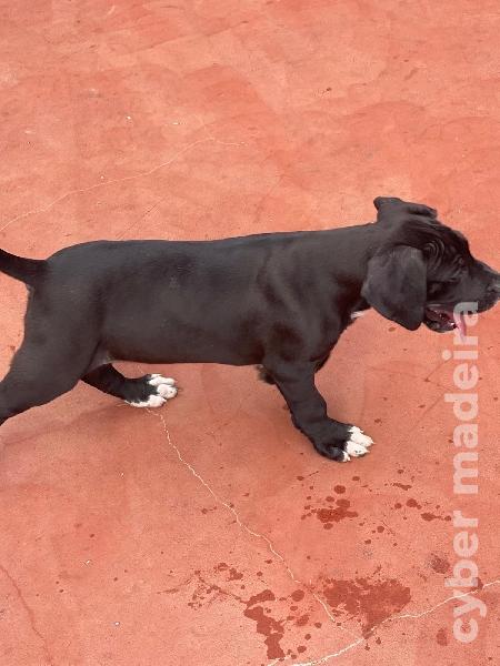 Fêmea Dogue Alemão Dogue Alemão 