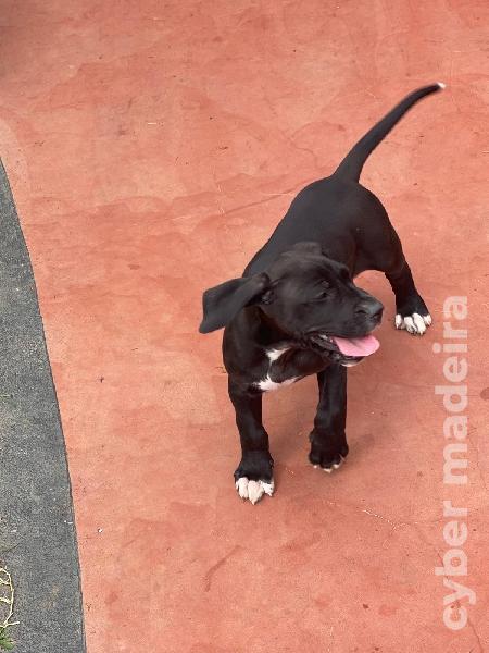 Fêmea Dogue Alemão Dogue Alemão 