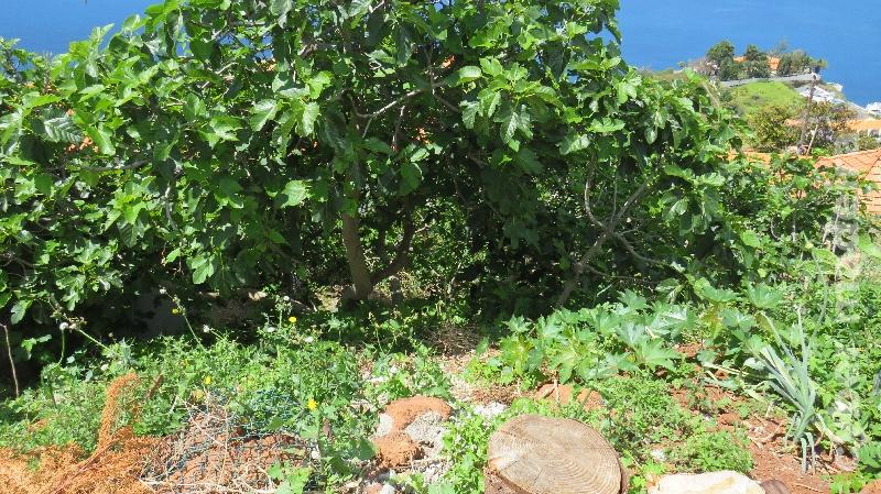 Terreno T0 para Venda 