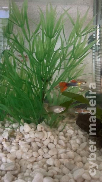 Vendo guppys machos e fêmeas  Guppys 