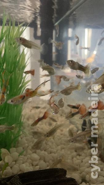 Vendo guppys machos e fêmeas  Guppys 