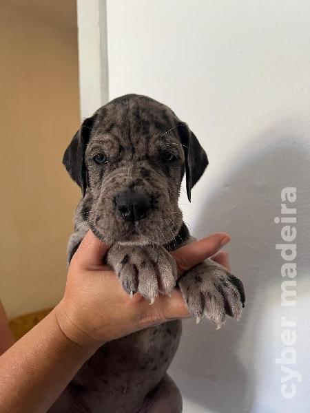Dogue Alemão preto e merle Dogue Alemão 