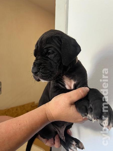 Dogue Alemão preto e merle Dogue Alemão 