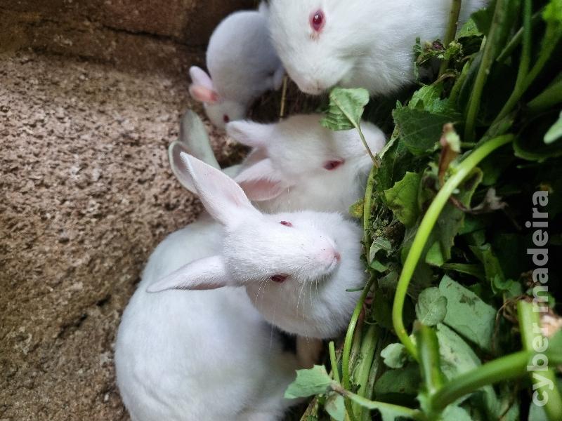 Coelhos bebés holandês 