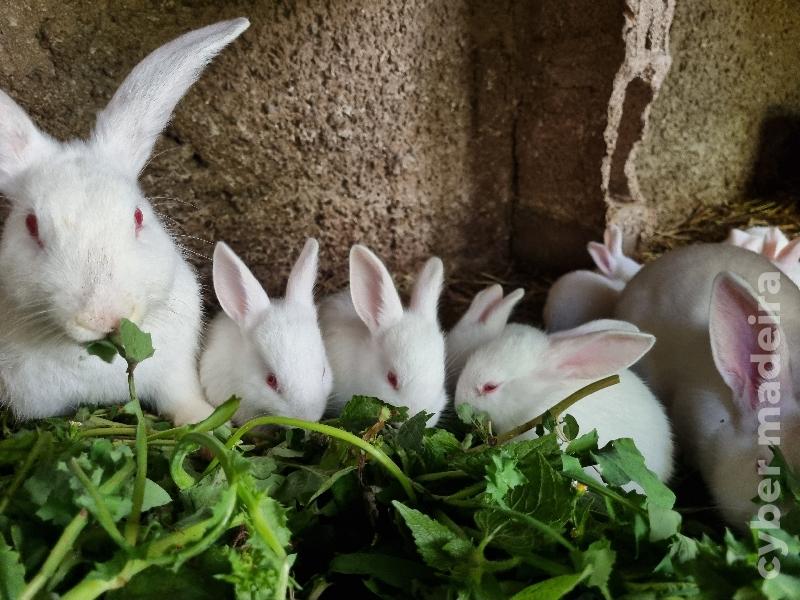 Coelhos bebés holandês 