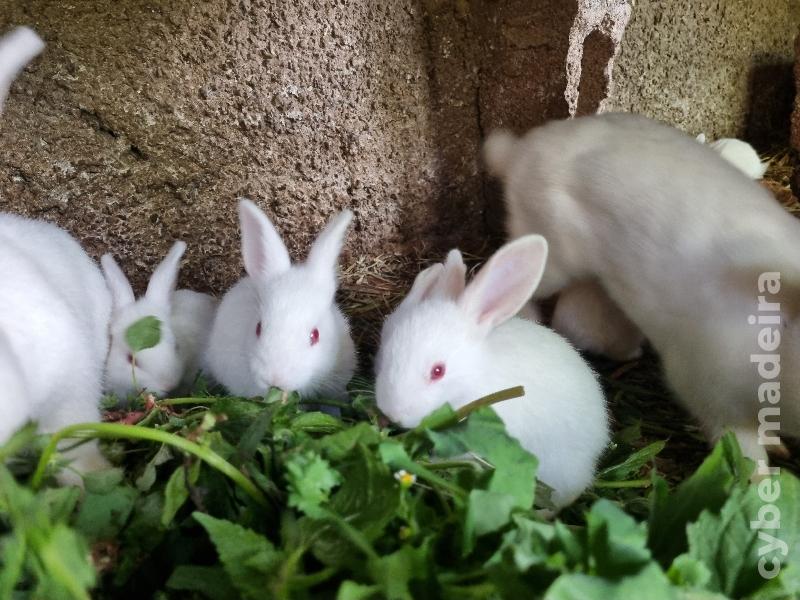 Coelhos bebés holandês 