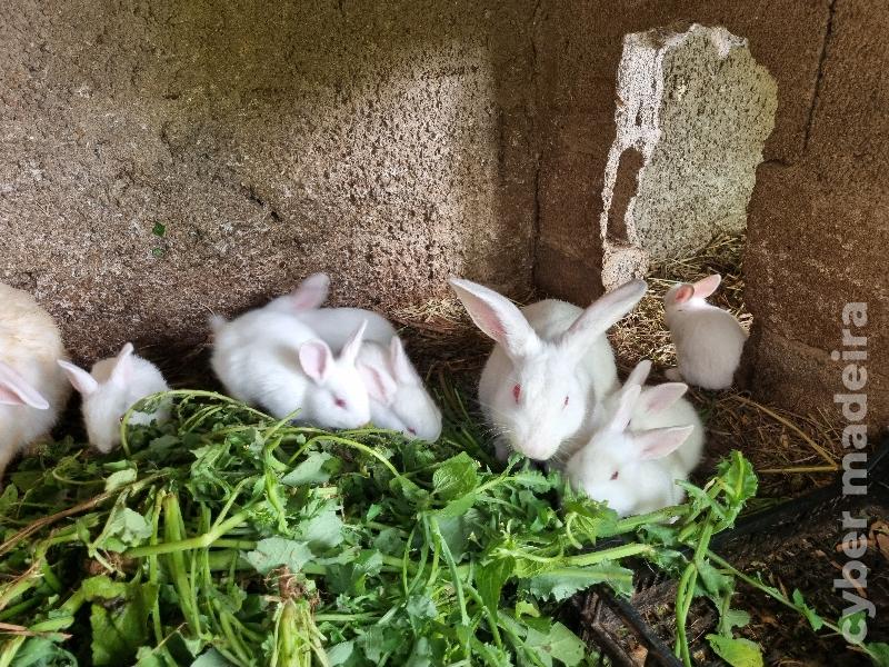 Coelhos bebés holandês 