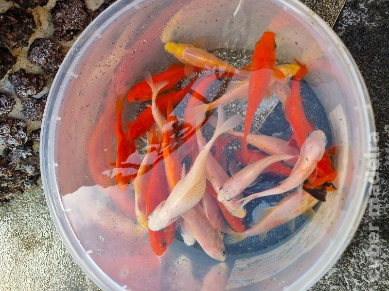 Varios peixes para ceder Peixe Dourado 
