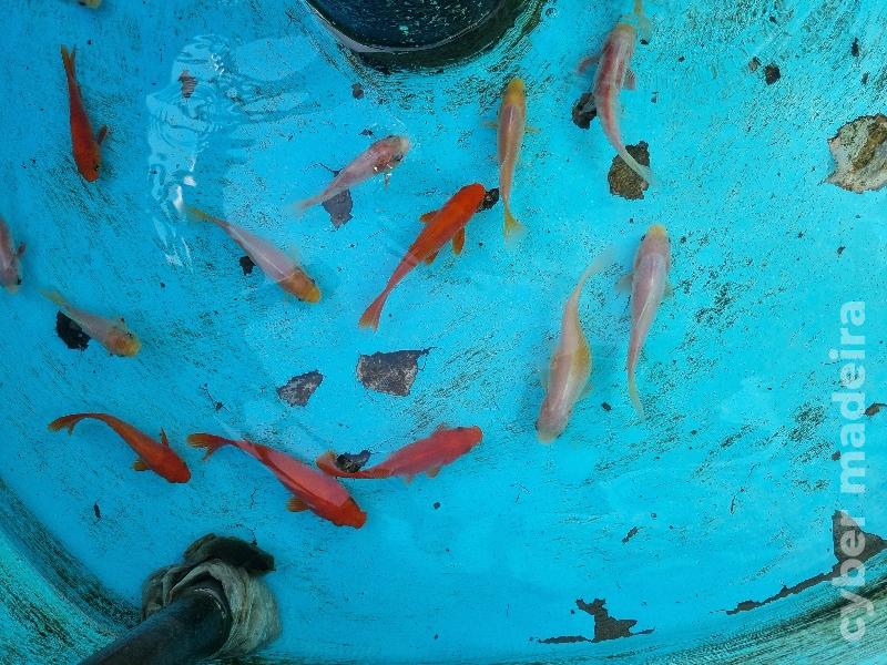 Varios peixes para ceder Peixe Dourado 