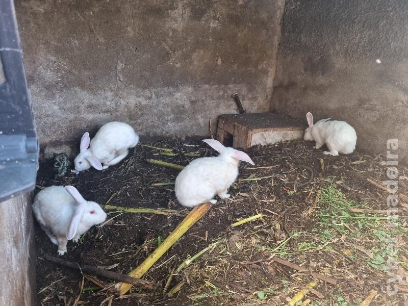 Coelhos raça holandês 