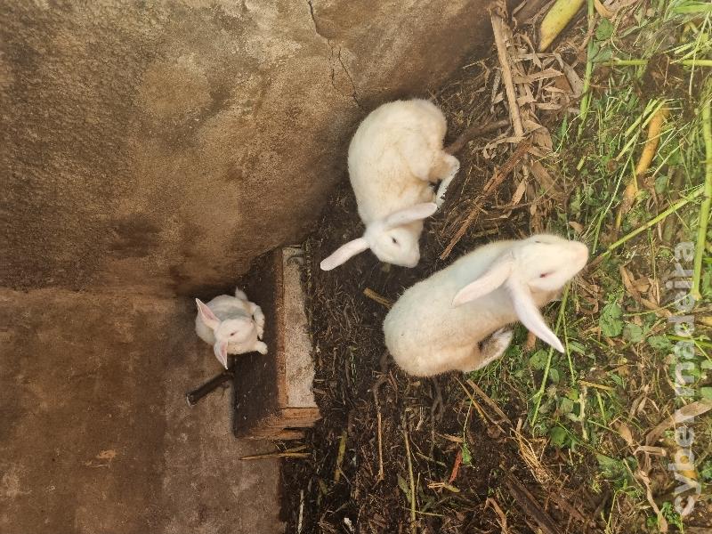 Coelhos raça holandês 