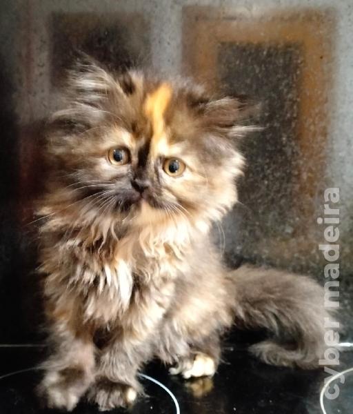 Gatinho persa Persa 
