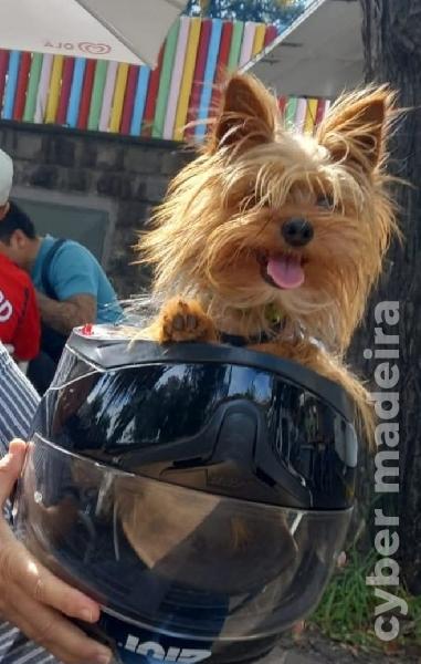 Yorkshire Terrier Yorkshire 