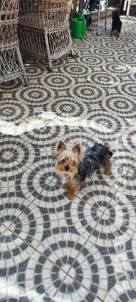 Yorkshire Terrier Yorkshire 