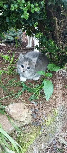 Gato a doar Outros 