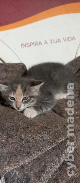 Gato a doar Outros 