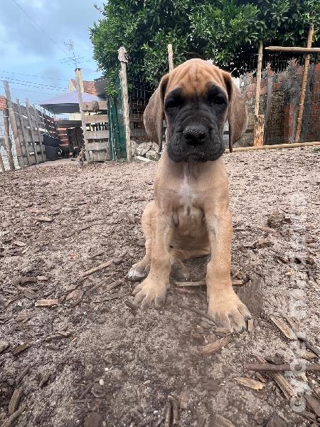 Dogue Alemão Dogue Alemão 