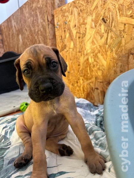 Cachorros Dogue Alemão Dogue Alemão