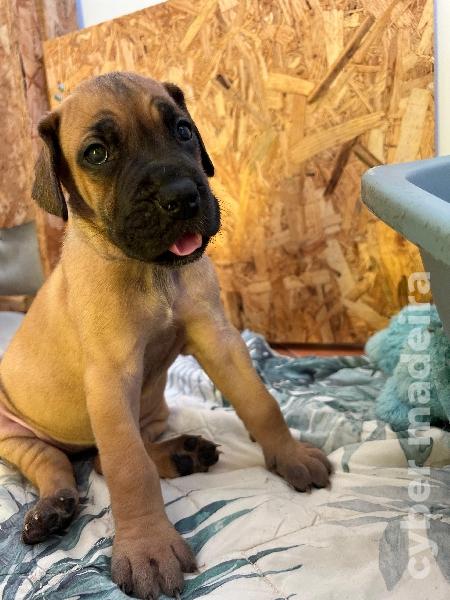 Cachorros Dogue Alemão Dogue Alemão