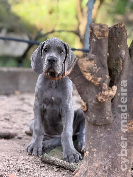 Cachorros Dogue Alemão Dogue Alemão