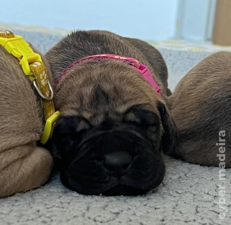 Cachorros Dogue Alemão Dogue Alemão