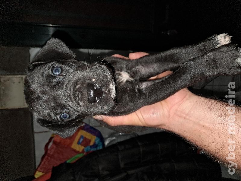 Dogues alemão Dogue Alemão 