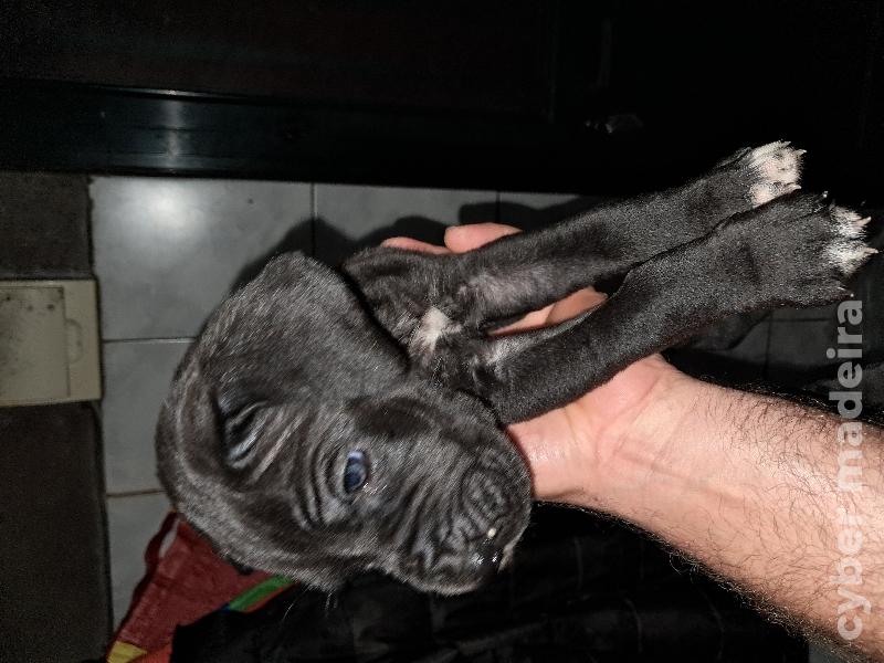 Dogues alemão Dogue Alemão 