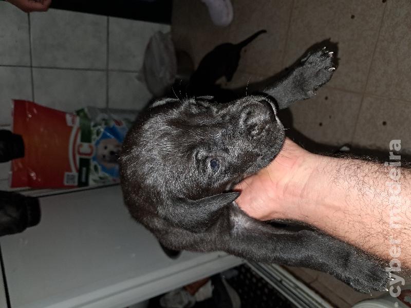 Dogues alemão Dogue Alemão 