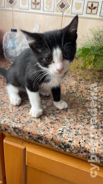 Ofereço gato jovem macho Outros 