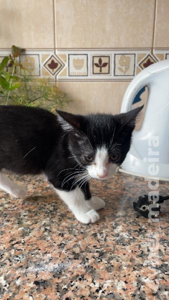 Ofereço gato jovem macho Outros 