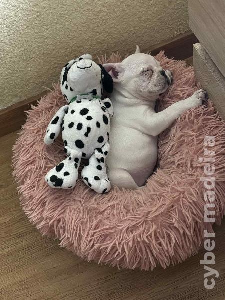 Bulldog 