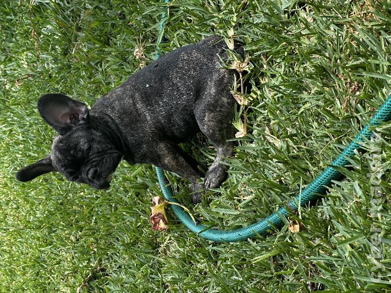 Bulldog 