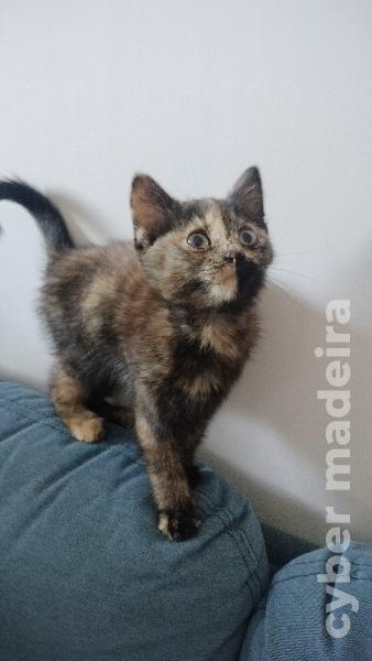 Gatinho para adoção Outros 