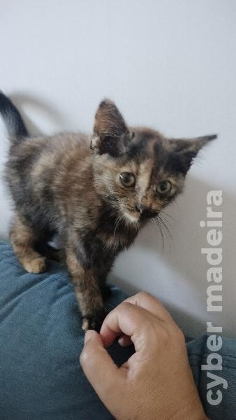 Gatinho para adoção Outros 