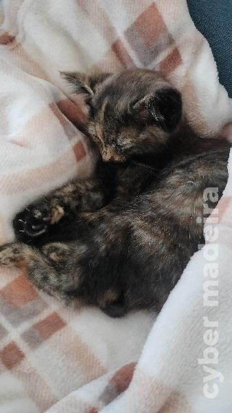 Gatinho para adoção Outros 