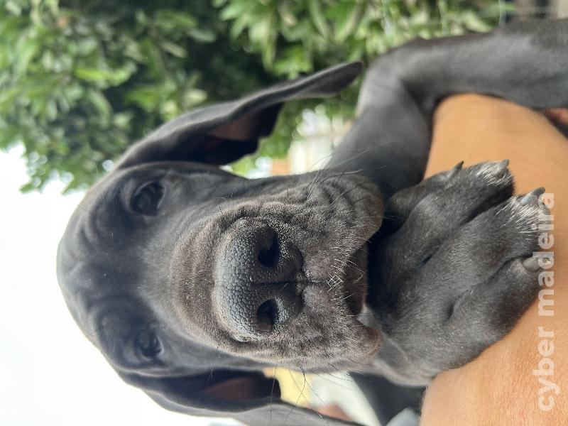 Dogue Alemão preto de Arlequim Dogue Alemão 
