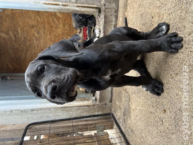 Dogue Alemão preto de Arlequim Dogue Alemão 
