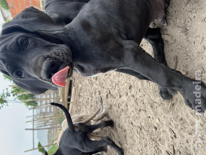 Dogue Alemão preto de Arlequim Dogue Alemão 