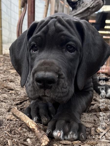 Dogue Alemão preto de Arlequim Dogue Alemão 