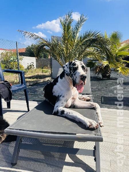 Dogue Alemão preto de Arlequim Dogue Alemão 
