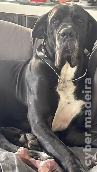Dogue Alemão preto de Arlequim Dogue Alemão 