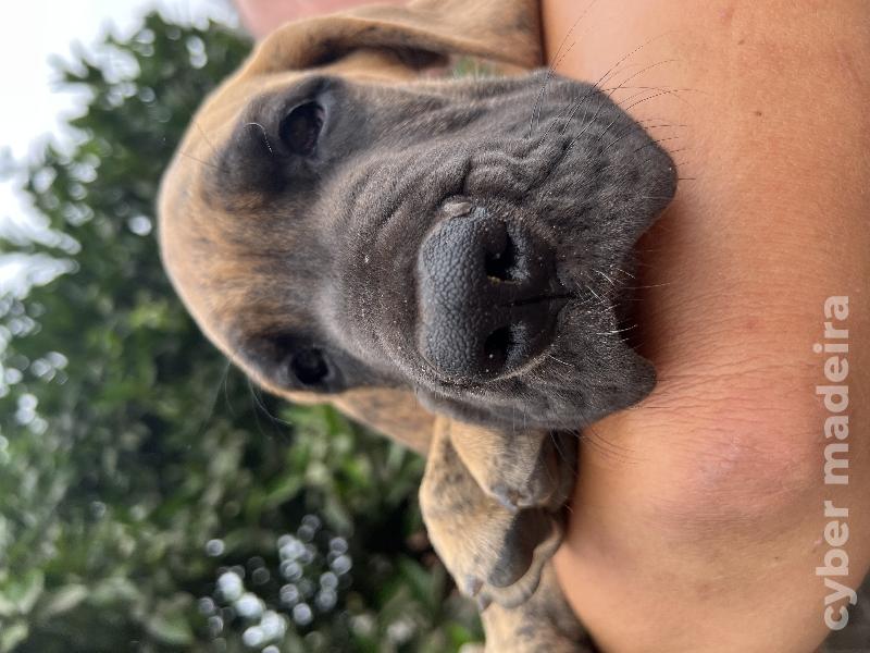 Dogue Alemão Tigrado Macho Dogue Alemão 