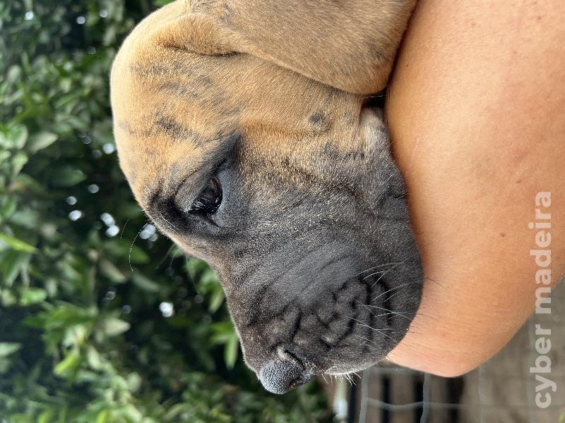 Dogue Alemão Tigrado Macho Dogue Alemão 