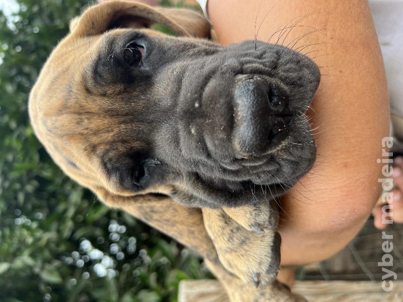Dogue Alemão Tigrado Macho Dogue Alemão 