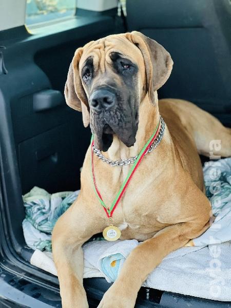 Dogue Alemão Tigrado Macho Dogue Alemão 